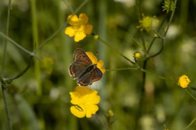 <i>Lycaena tityrus</i>