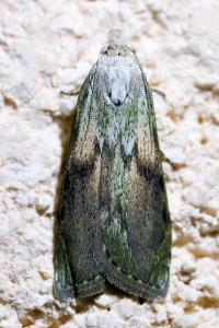 <i>Aphomia sociella</i>