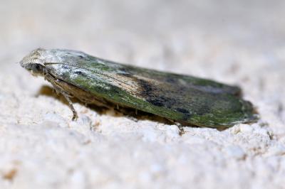 <i>Aphomia sociella</i>