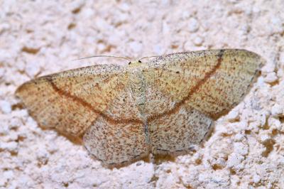 <i>Cyclophora quercimontaria</i>