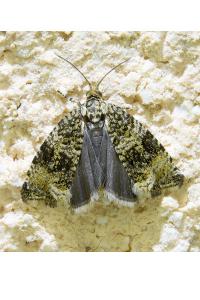 <i>Celypha lacunana</i>
