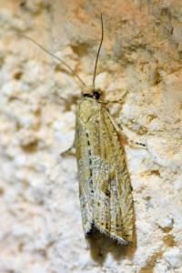 <i>Bactra lancealana</i>