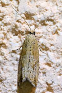 <i>Bactra lancealana</i>