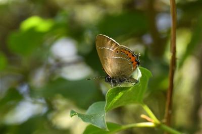 <i>Satyrium pruni</i>
