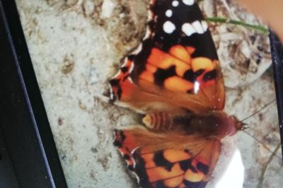 <i>Vanessa cardui</i>
