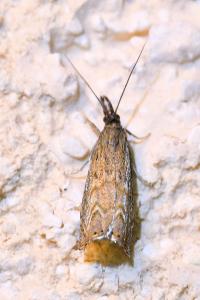 <i>Platytes cerussella</i>