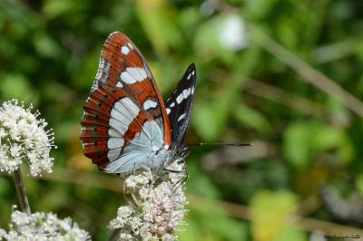 <i>Limenitis reducta</i>