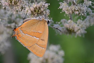 <i>Thecla betulae</i>