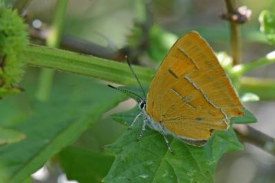 <i>Thecla betulae</i>