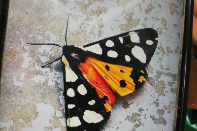 <i>Arctia villica</i>