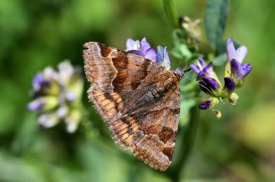<i>Euclidia glyphica</i>