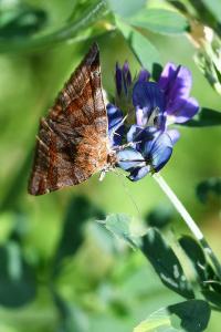 <i>Euclidia glyphica</i>