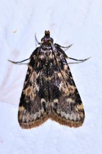 <i>Aglossa caprealis</i>