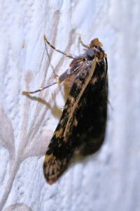 <i>Aglossa caprealis</i>