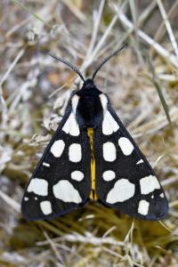 <i>Arctia villica</i>