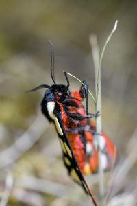<i>Arctia villica</i>