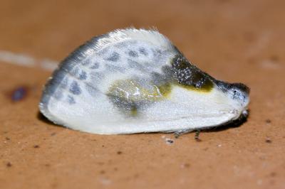 <i>Cilix glaucata</i>