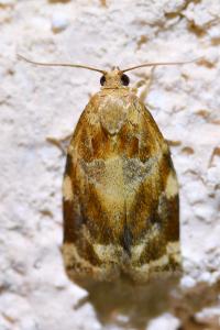 <i>Archips xylosteana</i>
