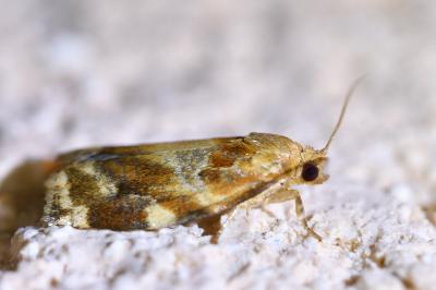 <i>Archips xylosteana</i>