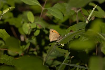<i>Maniola jurtina</i>