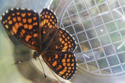 <i>Melitaea athalia</i>