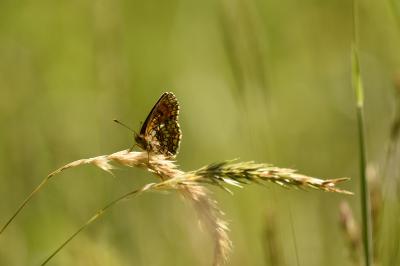 <i>Melitaea athalia</i>