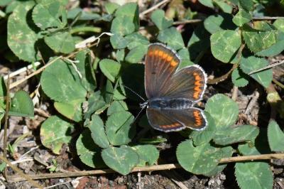 <i>Aricia agestis</i>