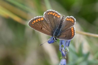 <i>Aricia agestis</i>