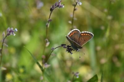 <i>Aricia agestis</i>