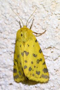 <i>Diacrisia purpurata</i>