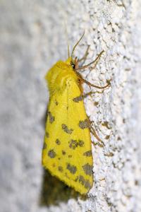 <i>Diacrisia purpurata</i>