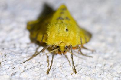 <i>Diacrisia purpurata</i>