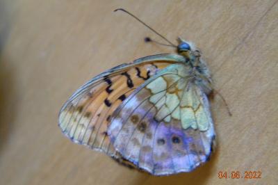 <i>Brenthis daphne</i>