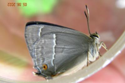 <i>Quercusia quercus</i>