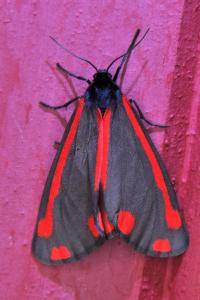 <i>Tyria jacobaeae</i>