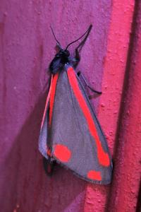 <i>Tyria jacobaeae</i>