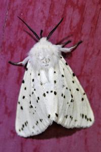 <i>Spilosoma lubricipeda</i>