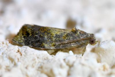 <i>Ditula angustiorana</i>