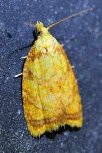 <i>Acleris bergmanniana</i>