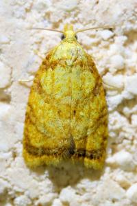 <i>Acleris bergmanniana</i>