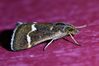 <i>Pyrausta nigrata</i>