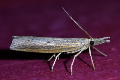 <i>Pediasia contaminella</i>