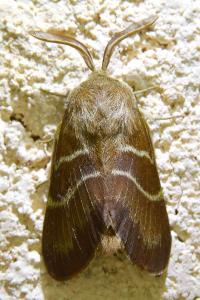 <i>Macrothylacia rubi</i>