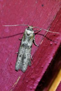 <i>Blastobasis phycidella</i>