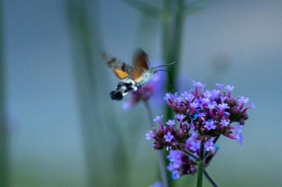 <i>Macroglossum stellatarum</i>