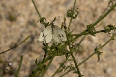 <i>Pieris rapae</i>