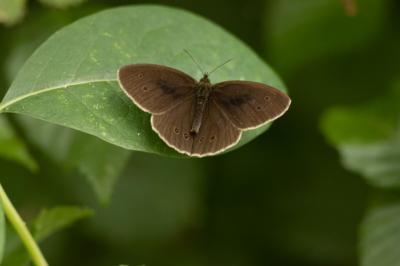 <i>Aphantopus hyperantus</i>