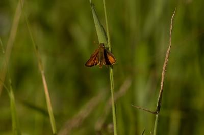 <i>Thymelicus sylvestris</i>