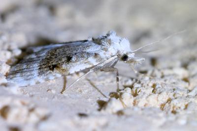 <i>Meganola albula</i>