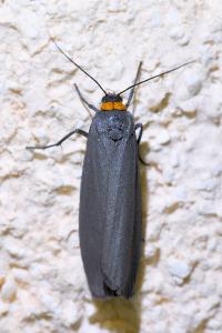 <i>Atolmis rubricollis</i>